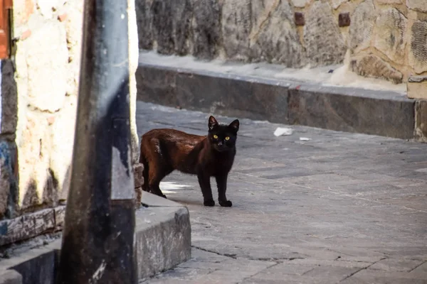 Black cat around corner at home. Black cat runs across the road. — Stock Photo, Image