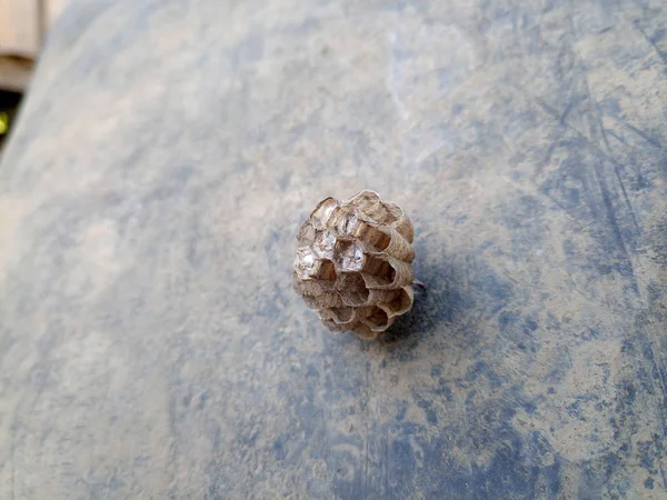 Das Nest der Wespen polistow. Tierpfleger — Stockfoto