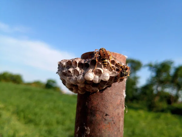 Das Nest der Wespen polistow. Tierpfleger — Stockfoto