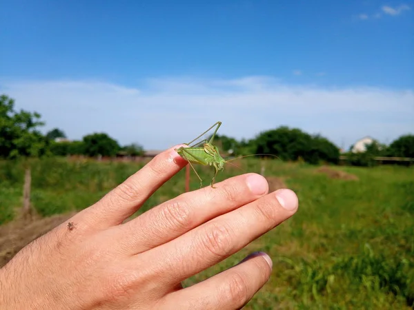 Isofia saltamontes en la mano de los hombres. Insecto de isófago . —  Fotos de Stock