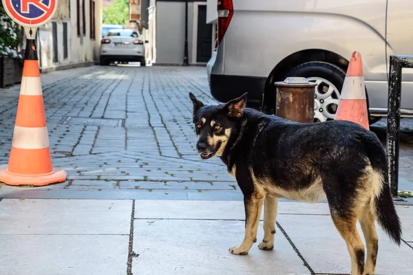 Sokakta başıboş bir köpek. — Stok fotoğraf