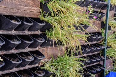 Duvarda çiçek kaplar, sokakta tencere kapalı bitkiler.