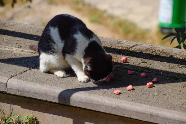 Homeless cats feed pieces of sausages on curb. — Stock Photo, Image