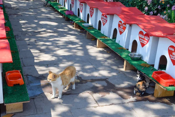 Cat Street, macska házak és etetés kóbor macskák az utcán — Stock Fotó