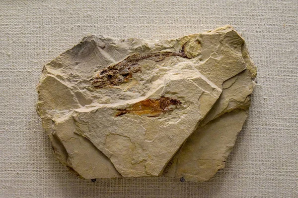 Fósiles de peces antiguos — Foto de Stock