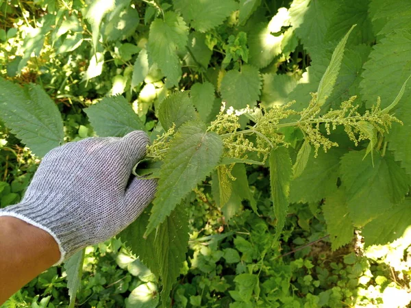 Hasat ve kurutmak için ısırgan otu sapları topluyorum.
