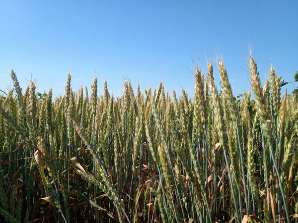 Las espiguillas del trigo verde en el campo contra el cielo azul . —  Fotos de Stock