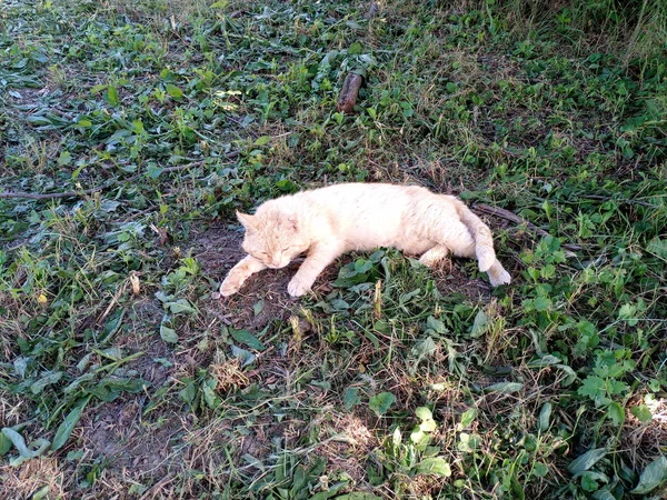 Müde rote Katze liegt auf Gras. — Stockfoto