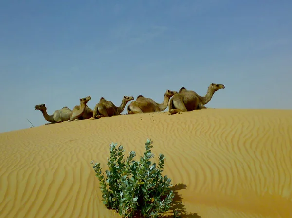 Cammelli nel deserto — Foto Stock