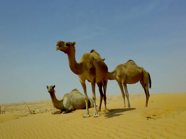 Camels in the desert — Stock Photo, Image