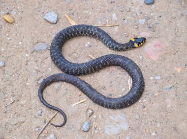 Grass snake, crawling along the ground. Non-poisonous snake. Frightened by the Grass snake clipart