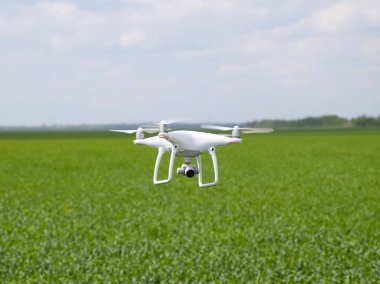 Beyaz quadrocopters buğday bir alan üzerinde uçan