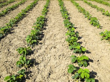 Bahçedeki çilek yatağı. Çilek çiçekleri ve meyve verir