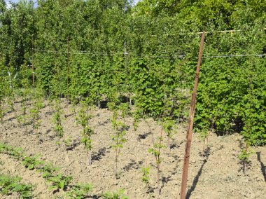 Yataklar ahududu. Çardaktaki ahududu sapları fışkırıyor. Bahçede ahududu yetiştiriyor.