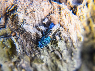 Yakut - kuyruklu wasp