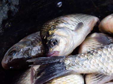 Nehir balık makro fotoğraf. Balık yakalamak. Sazan ve sazan. Ot balık.