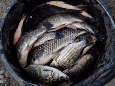 Plastik bir kovada Nehir balığı. Balık yakalaması. Sazan ve sazan. Ot