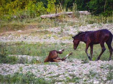 Atları doğrultusunda küçülen bir nehir yürümek. Atların yaşam