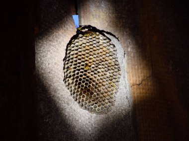 Yuva aspen, polist. Bree sonunda aspen yuva