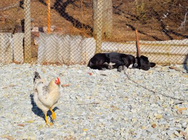 Bir zincir altında bir çit dinlenme üstünde siyah köpek. yakın tavuk yürür