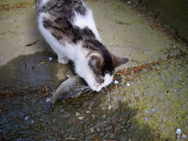 The cat eats live fish. Fish catch. Feeding the cat with fish.