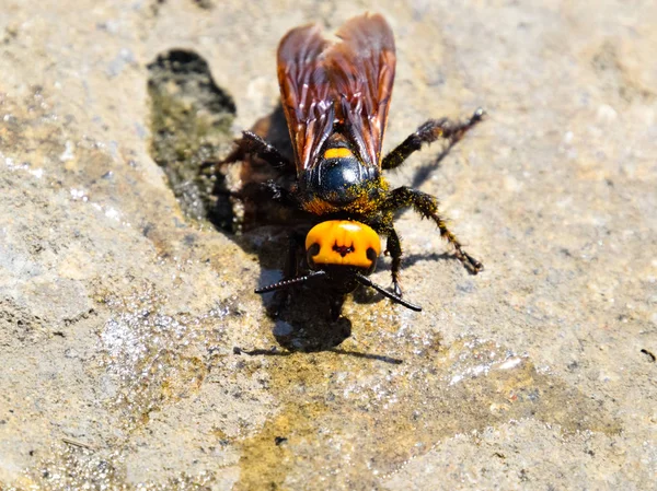 Megascolia maculata. Мамонтова оса . — стоковое фото