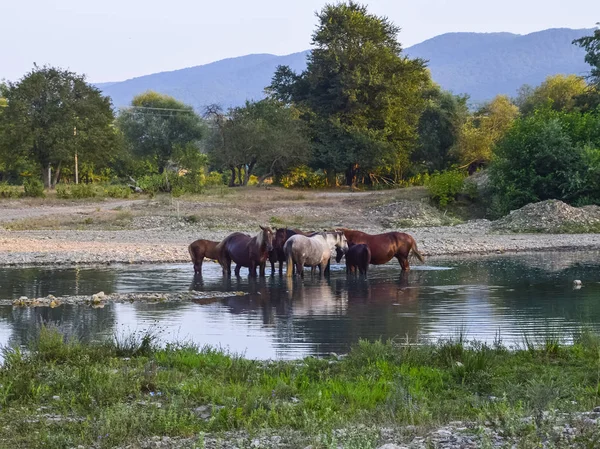 Horses walk in line with a shrinking river. The life of horses — Stock Photo, Image