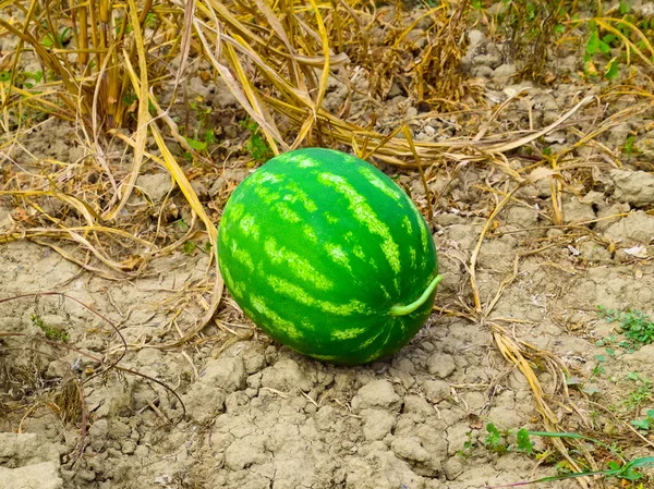 Watermelon, plucked from the garden, lying on the ground. — Stock Photo, Image