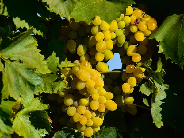 Los huertos de uva. Cultivo de uvas de vinificación en el Mar de Azov —  Fotos de Stock