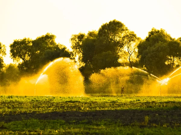 Sistema de irrigação no campo de melões. A regar os campos. Aspersor — Fotografia de Stock