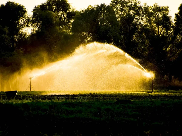 Sistema de irrigação no campo de melões. A regar os campos. Aspersor — Fotografia de Stock