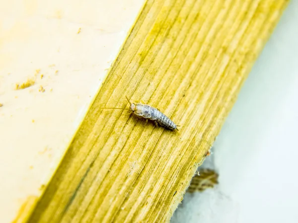 Libros de plagas y periódicos. Alimentación de insectos sobre papel - peces plateados — Foto de Stock