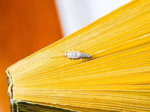 La alimentación del insecto sobre el papel - el pez plateado. Pez plateado al final del libro . — Foto de Stock