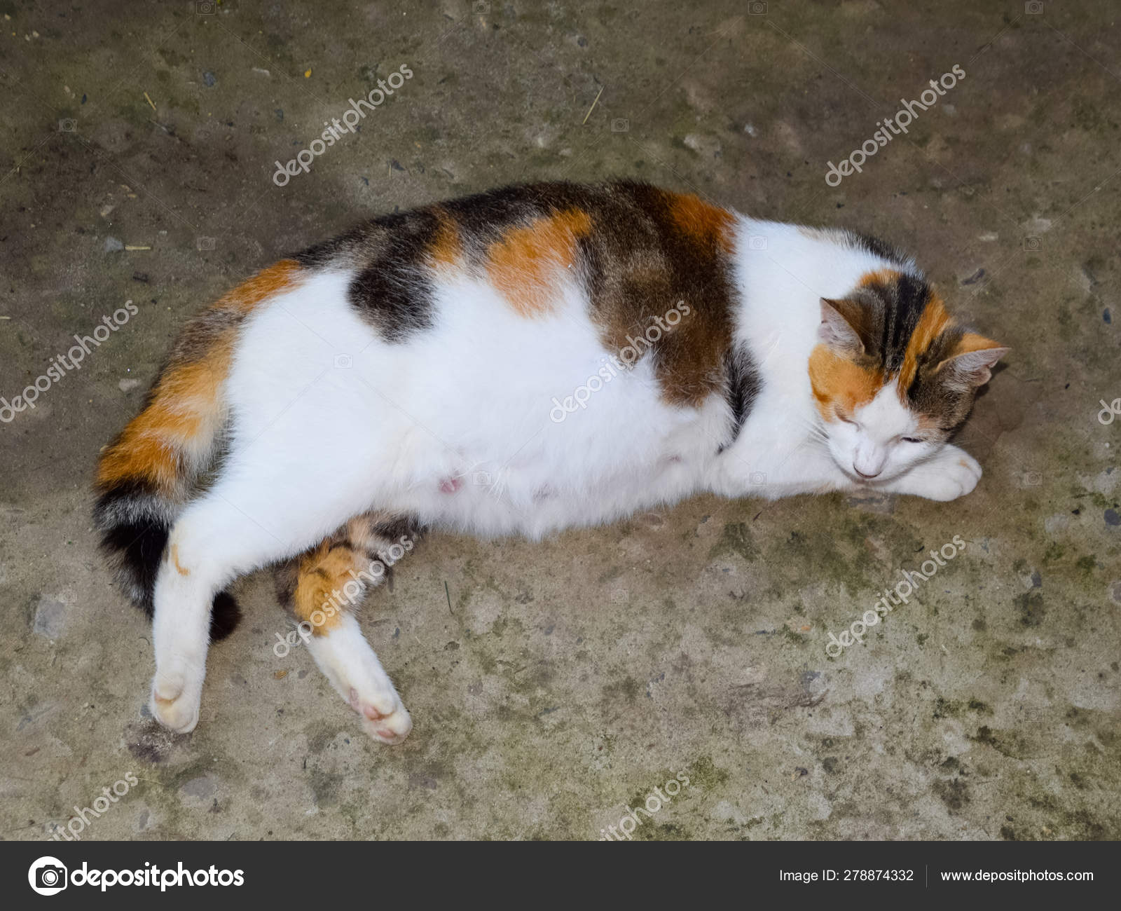 big calico cat