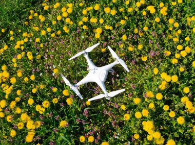 Quadrocopter dji Phantom 4 karahindiba çiçekler ile bir takas üzerinde.