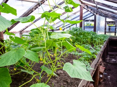 Fidan salatalık. Seralarda salatalık tarımı