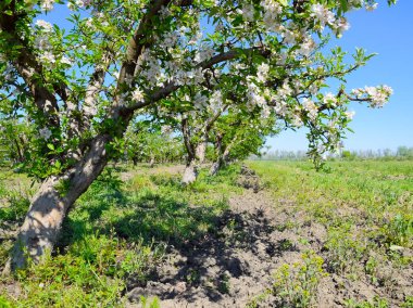 Çiçek açan elma bahçesi. Elma bahçesi yetişkin ağaçlar çiçek. Meyve bahçesi