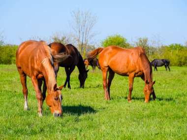 Atları mera otlatmak. Padok ata at çiftliği. Yürüyüş atlar