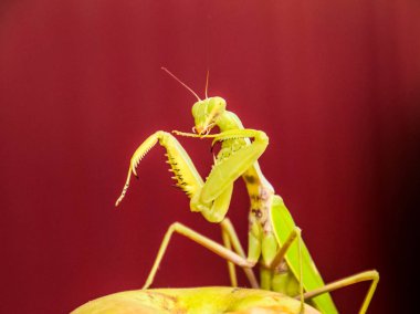 Kırmızı bir arka plan üzerine peygamber devesi. Çiftleşme mantises. Mantis böcek yırtıcı hayvan.