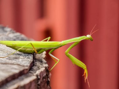 dişi peygamberdevesi bir ağaç kütüğü oturur. Böcek predator mantis.