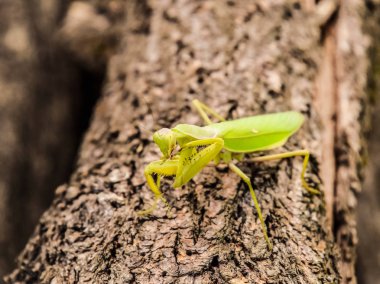 Peygamber devesi üzerinde bir günlük akasya. Kameraya bakarak peygamber devesi. Mantis böcek yırtıcı hayvan