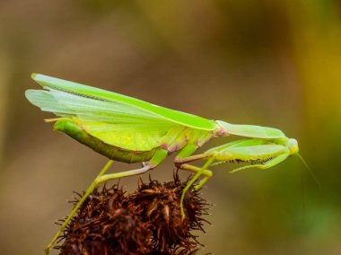 Peygamber devesi üzerinde tong. Çiftleşme mantises. Mantis böcek yırtıcı hayvan.