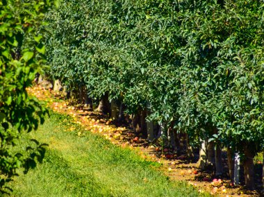 Elma bahçesi. Satır, ağaç ve toprak altında t meyvesi