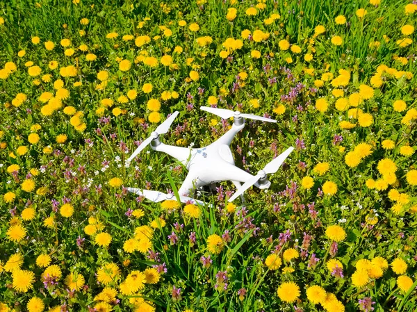 Quadrocopter dji Phantom 4 karahindiba çiçekler ile bir takas üzerinde.
