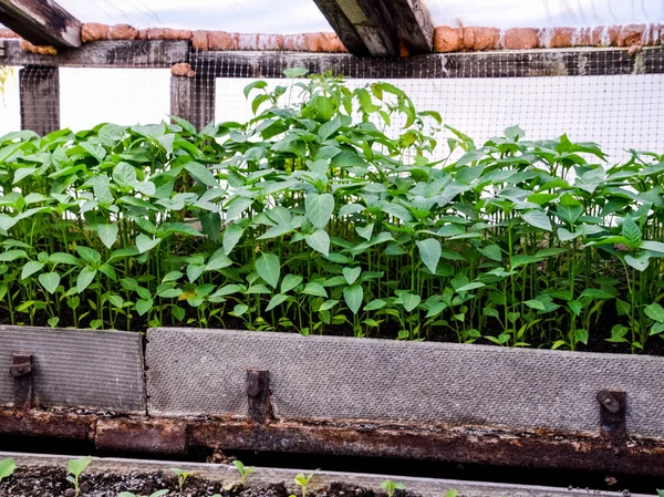 A paprika palánta. Bors mezôgazdasági. (Őszibarack) csemeték — Stock Fotó