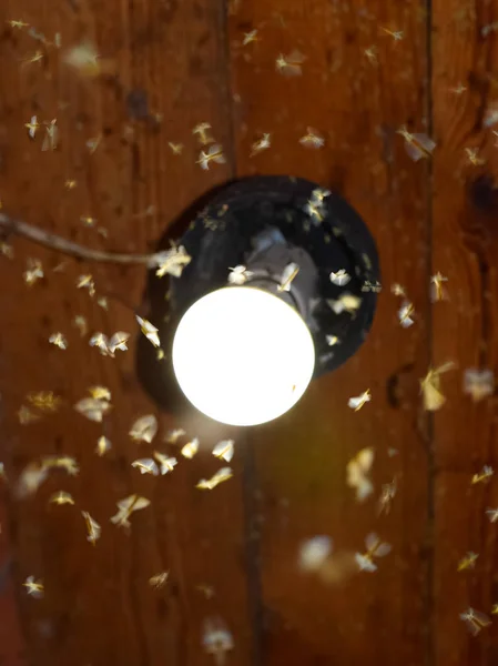 Natt insekter på en glödlampa — Stockfoto
