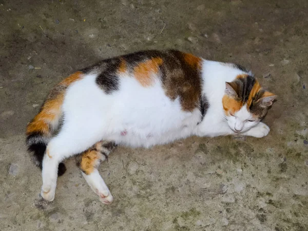 Gato embarazada descansando. Calico gato con un gran vientre acostado sobre el hormigón — Foto de Stock