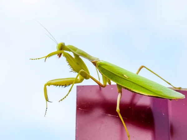 Praying mantis på ett rött staket. Predator insekt mantis. — Stockfoto