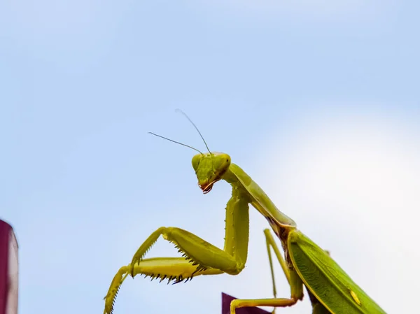 Imádkozó sáska, a vörös kerítés. Ragadozó rovar, mantis. — Stock Fotó