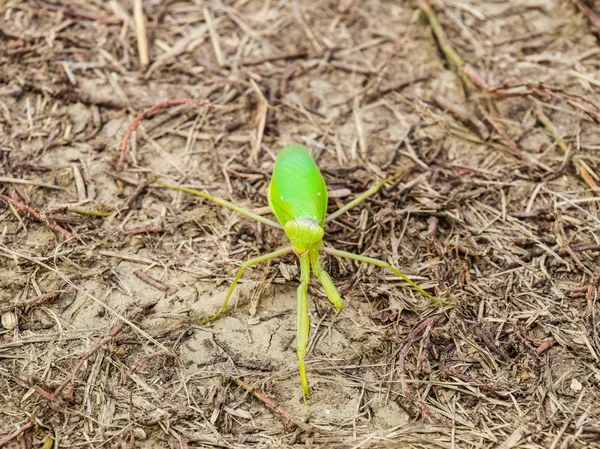 Louva no chão. Mantis a olhar para a câmara. predador de insetos Mantis — Fotografia de Stock